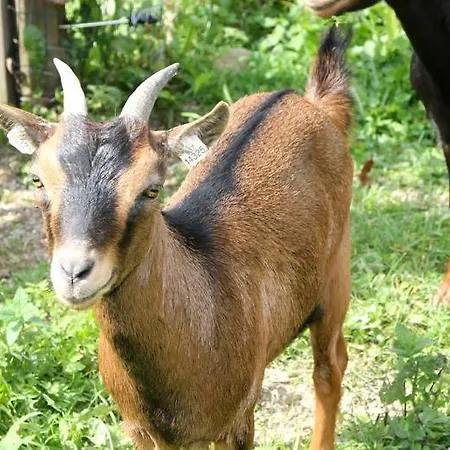 Farma Mosna *