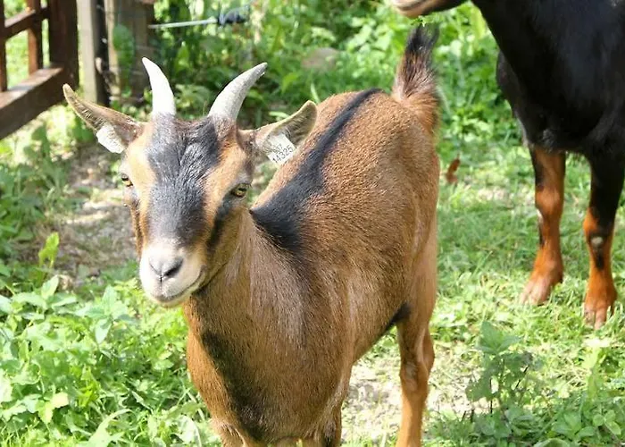 Farma Mosna *